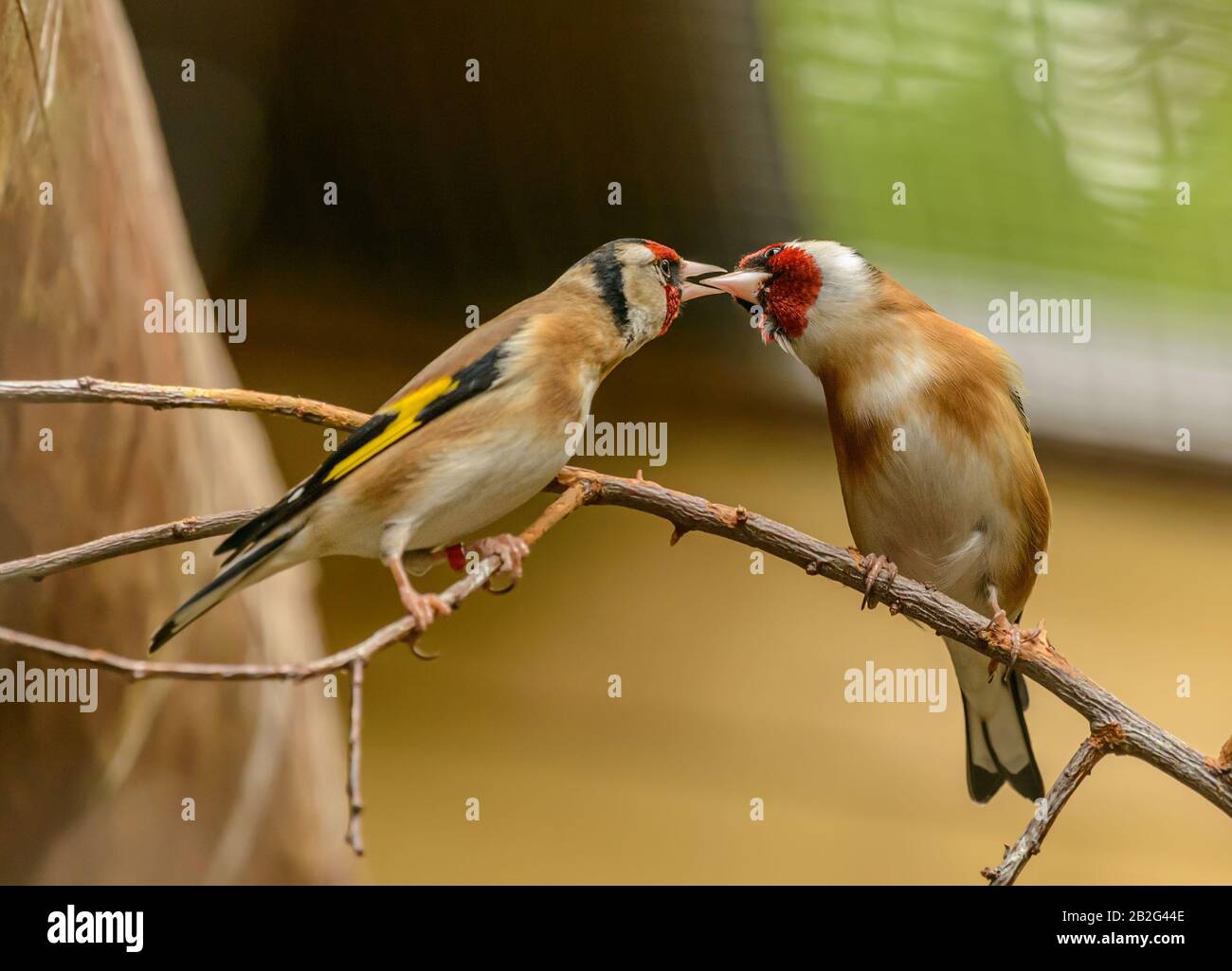 Kuss, Vogelfütterung von zwei Goldfinken im Zoo pilsen Stockfoto