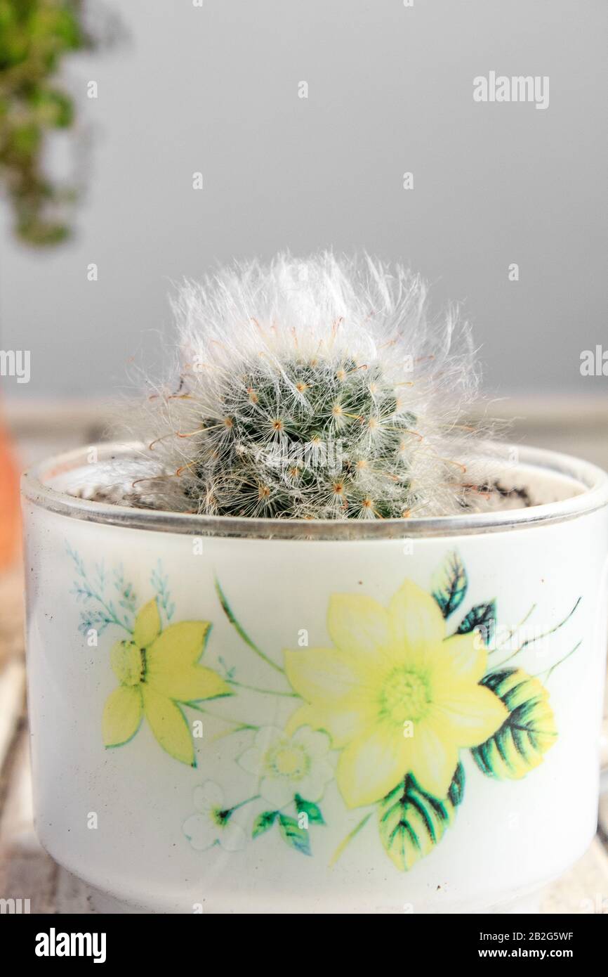 Flauschiger Kaktus mammillaria - in einem Topf, Hauspflanze Stockfotografie  - Alamy