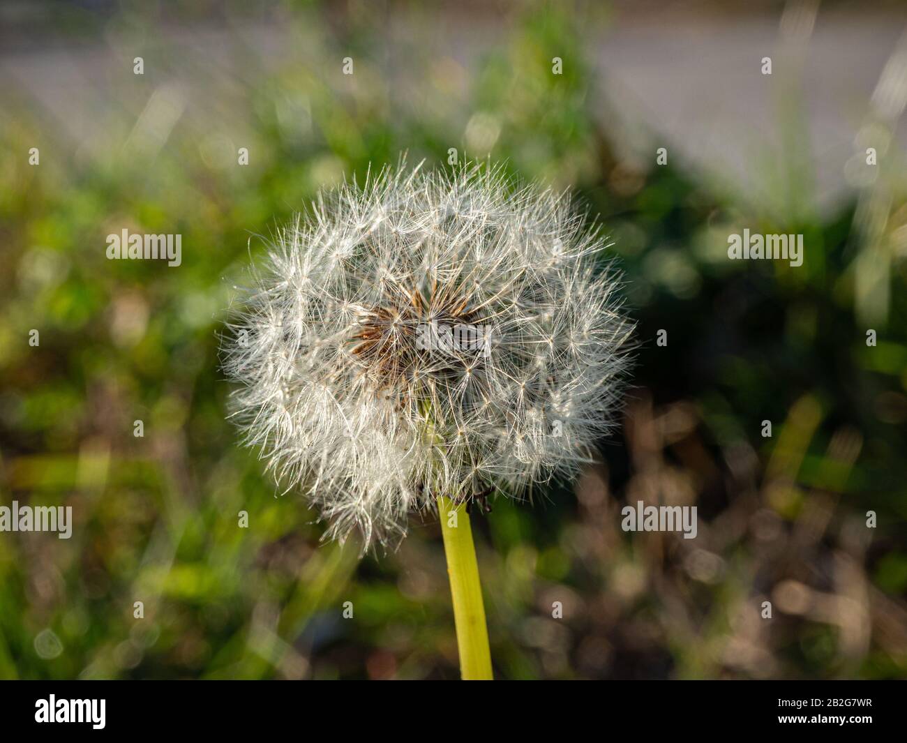 Nahaufnahme eines gewöhnlichen Löwenzahn weiß Stockfoto