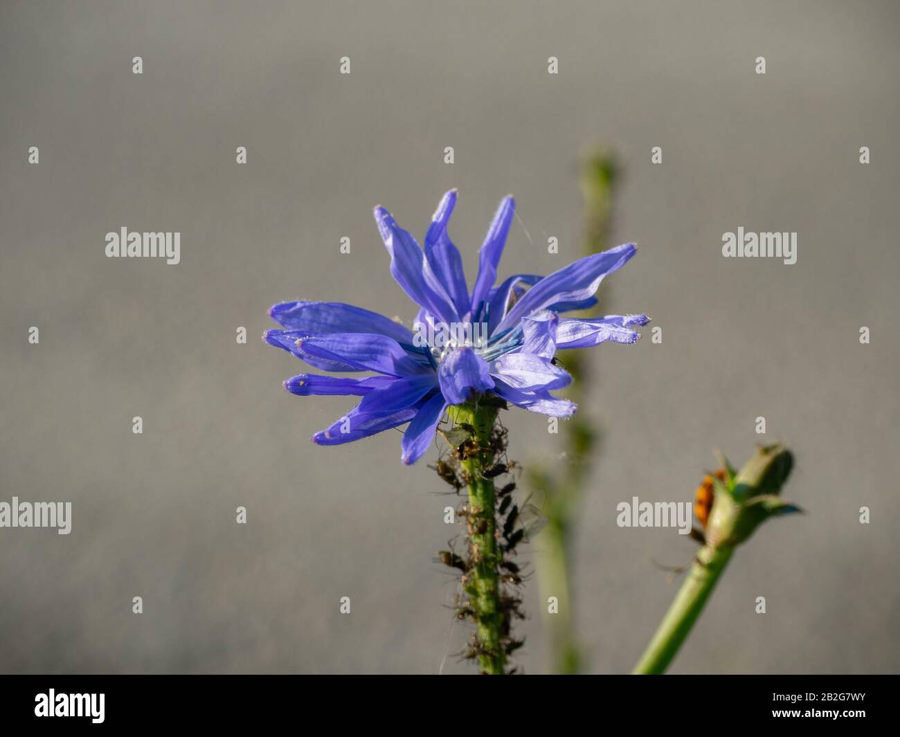 Nahaufnahme einer violetten Zichorie mit Läuse auf dem Stamm Stockfoto