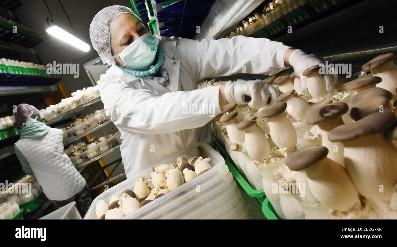 Torgau, Deutschland. Februar 2021. In der neuen Pilzfabrik des südkoreanischen Betreibers 'Mushroom Park' GmbH in Torgau ernten Mitarbeiter die edlen Pizzen 'Kräuterbesetzlinge' auf großen automatischen Systemen. In mehreren tausend zwölf Zentimeter großen Plastikflaschen, die mit beimpften Substraten gefüllt sind, wachsen hier zwei bis zu 10 Zentimeter große Edelpilze, die nach 60 Tagen geerntet werden können. Bis Ende des Jahres sollen rund 1560 Tonnen das Werk verlassen. Kredit: Waltraud Grubitzsch / dpa-Zentralbild / ZB / dpa / Alamy Live News Stockfoto