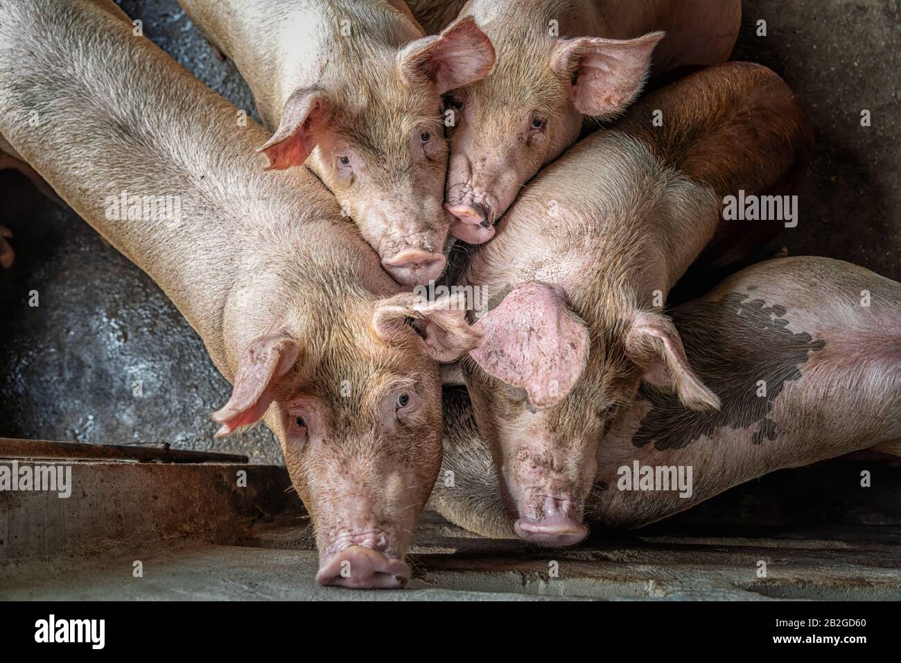 Jungschweine in Schweinehaltern, Schweinehaltung Stockfoto