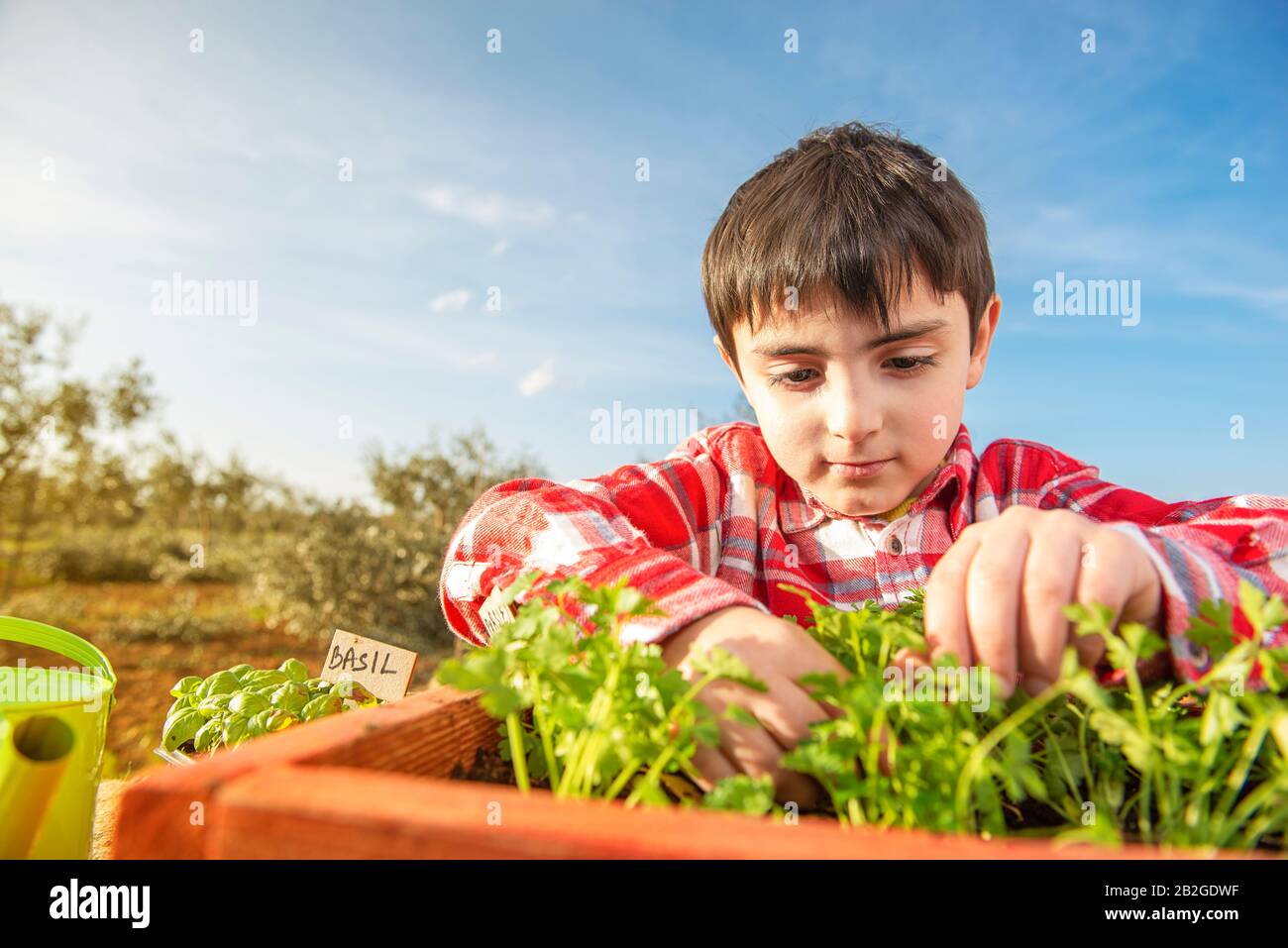 Das kleine Kind sät aromatische Pflanzen mitten auf dem Land Stockfoto