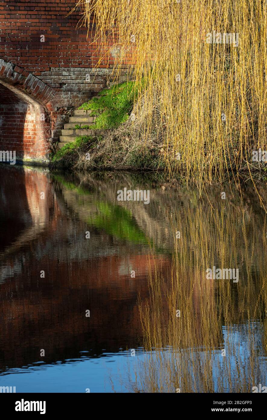 Foto Shropshire und Worcester Kanal ein britischer Wasserstraßenkanal in der Nähe von Tixall in Staffordshire Willow Bäume hängende Äste, die in der wa reflektieren Stockfoto