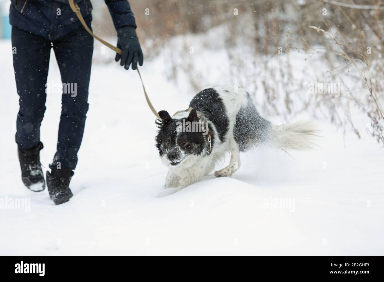 Mann Gehhund im Tierheim will Tier adoptieren. Stockfoto