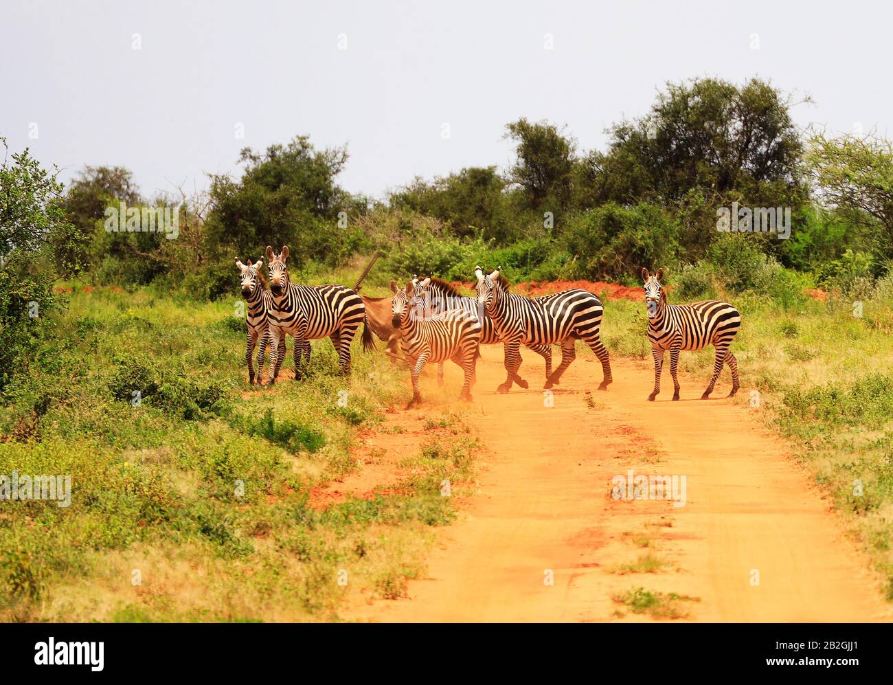 Zebras überqueren die Straße im Tsavo West National Park, Kenia, Afrika Stockfoto