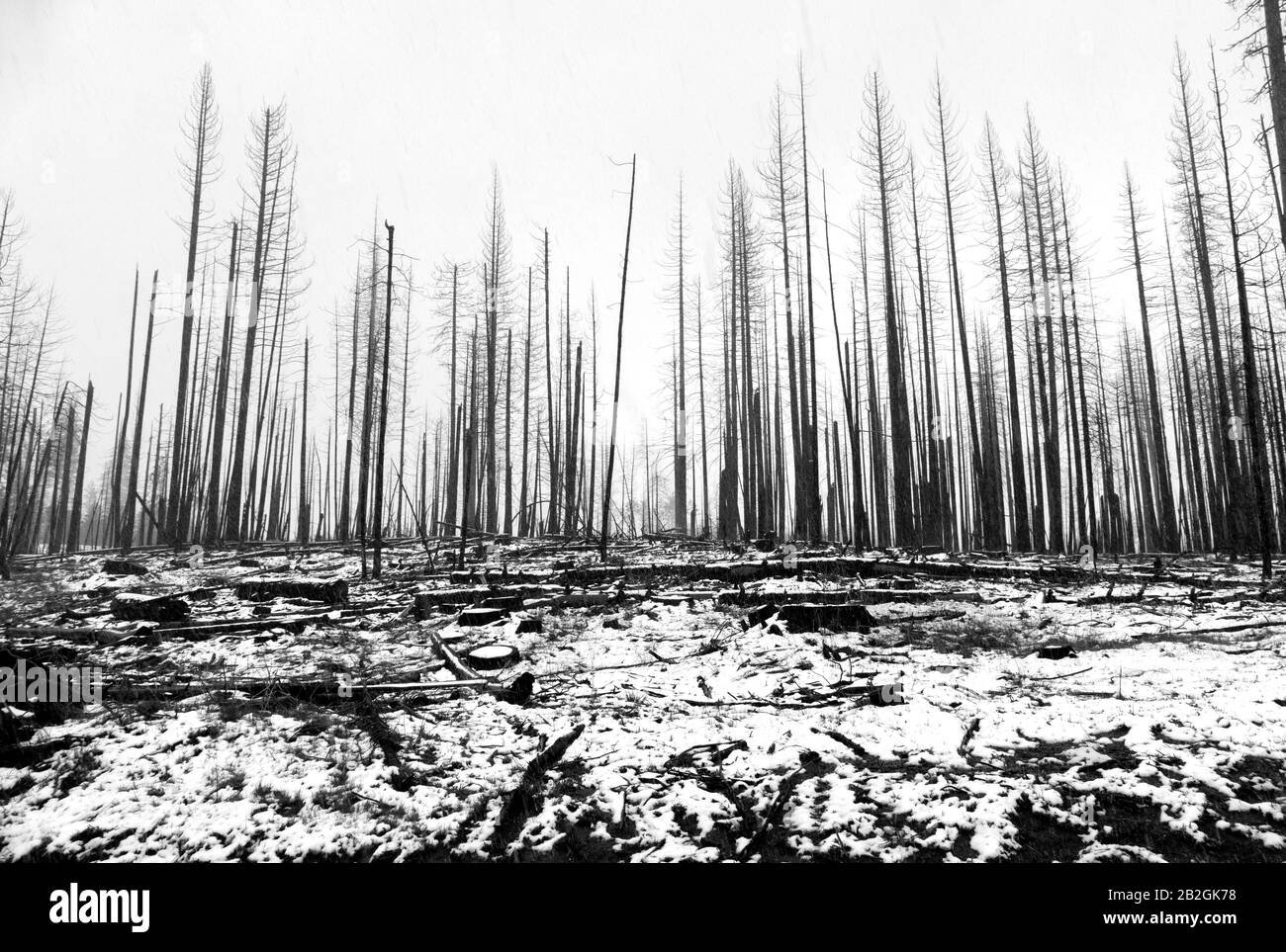Verbrannte Bäume nach Waldbränden in Yosemite, Sierra Mountains, Kalifornien, USA. Stockfoto