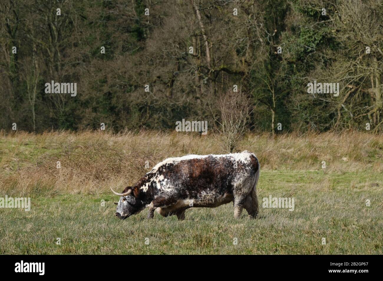 Im Brockholes Nature Reserve in Preston, Lancashire, ist englisches Langes Horned Cattle zu sehen. Stockfoto