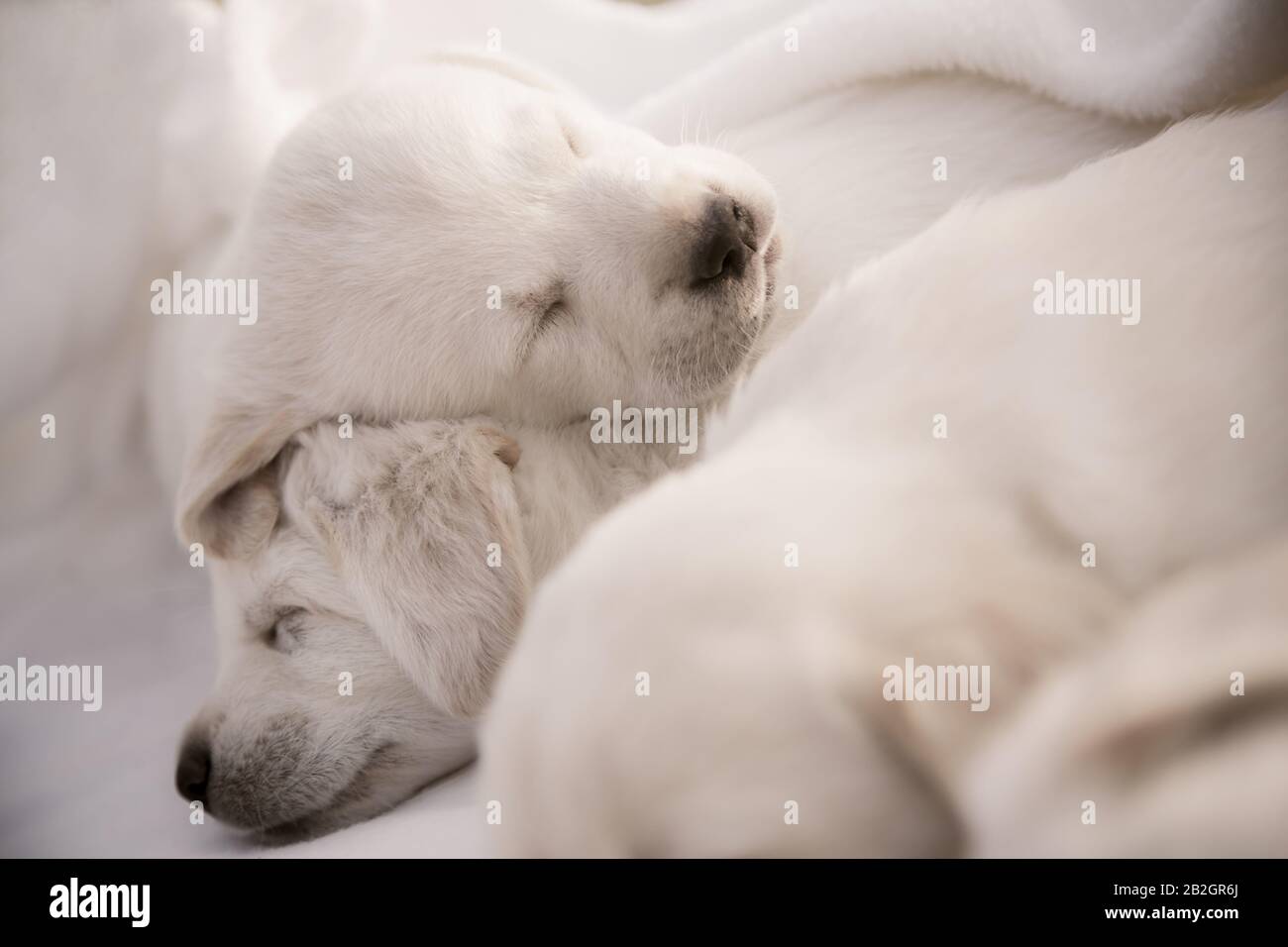 Labrador Welpen schlafen / Süße reinrassige neugeborene Hunde legen sich Stockfoto