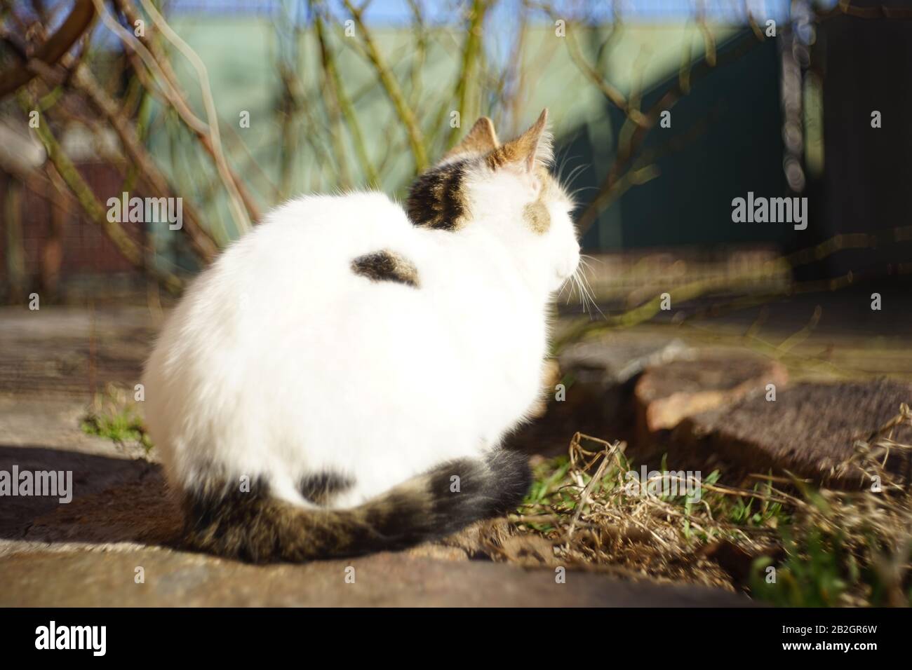 Weiße Katze entspannt im sonnigen Hof. Entspannendes Haustierporträt Stockfoto