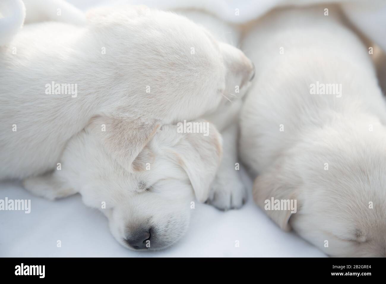 Labrador Welpen schlafen / Süße reinrassige neugeborene Hunde legen sich Stockfoto
