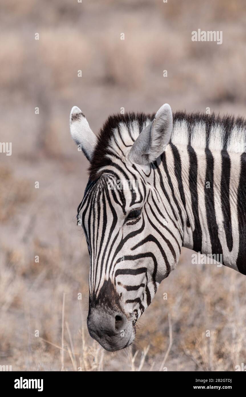 Nahaufnahme des Kopfes der Ebenen eines Burchell's Zebra - Equus quagga burchelli - im Etosha National Park, Namibia. Stockfoto