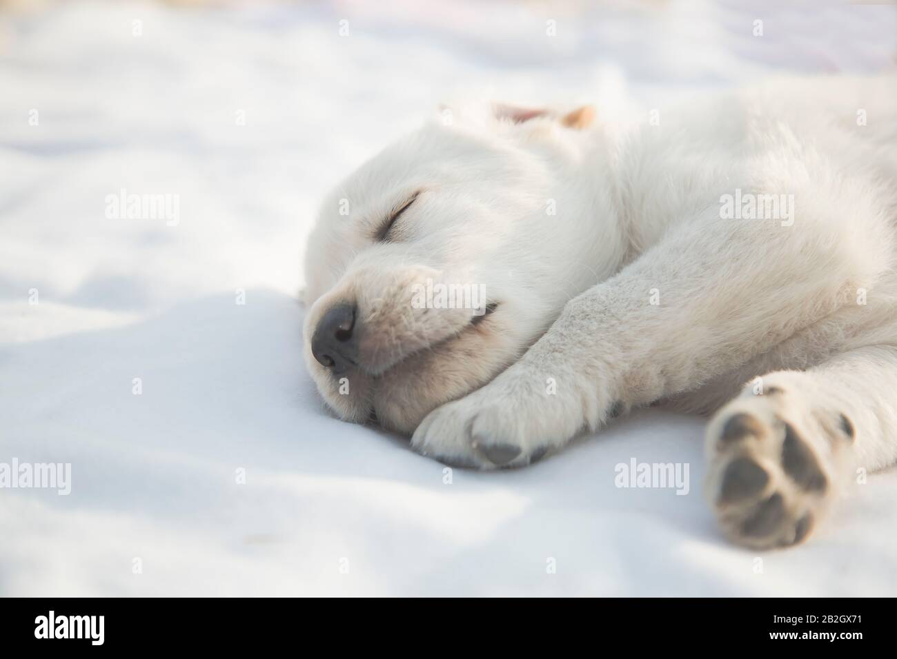 Liebenswert labrador Retriever Welpen schlief ein / Beige reinrassige neugeborene Hund schlafen. Nahaufnahme im Hochformat Stockfoto