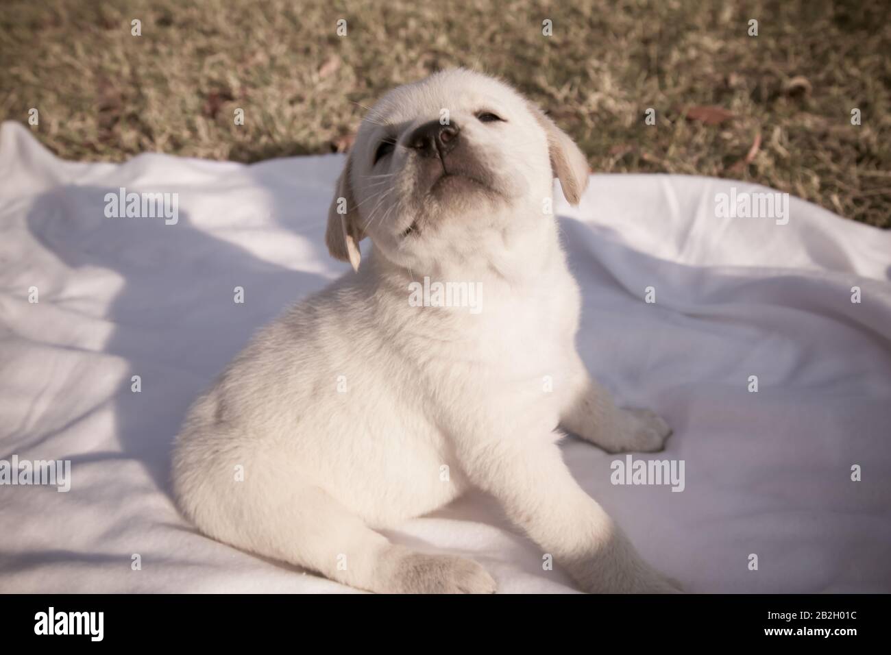 Kleiner labrador Welpe sitzt auf einem weißen Blatt / Beige reinrassige neugeborene Hund spielt im Hinterhof Stockfoto