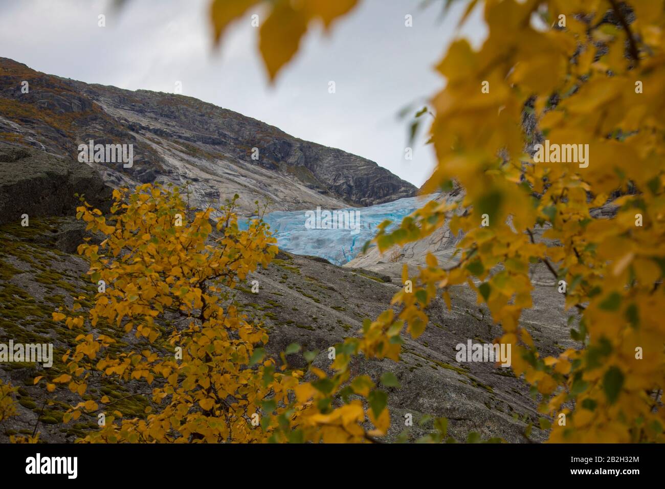 Gelbe Bäume vor grünem Gletscher in Norwegen Stockfoto