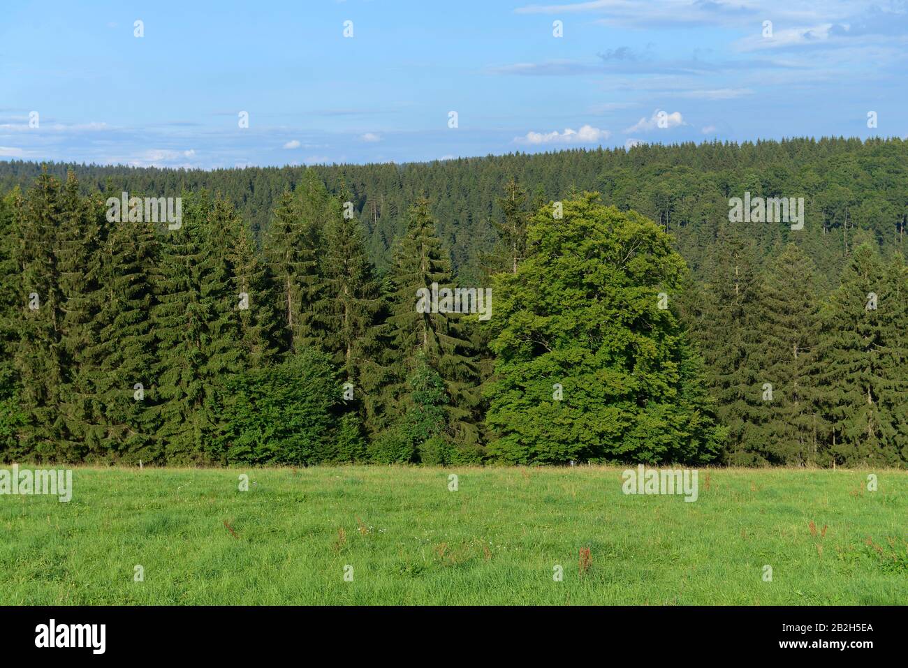 Wald, Frauenwald, Thueringer Wald, Thueringen, Deutschland Stockfoto