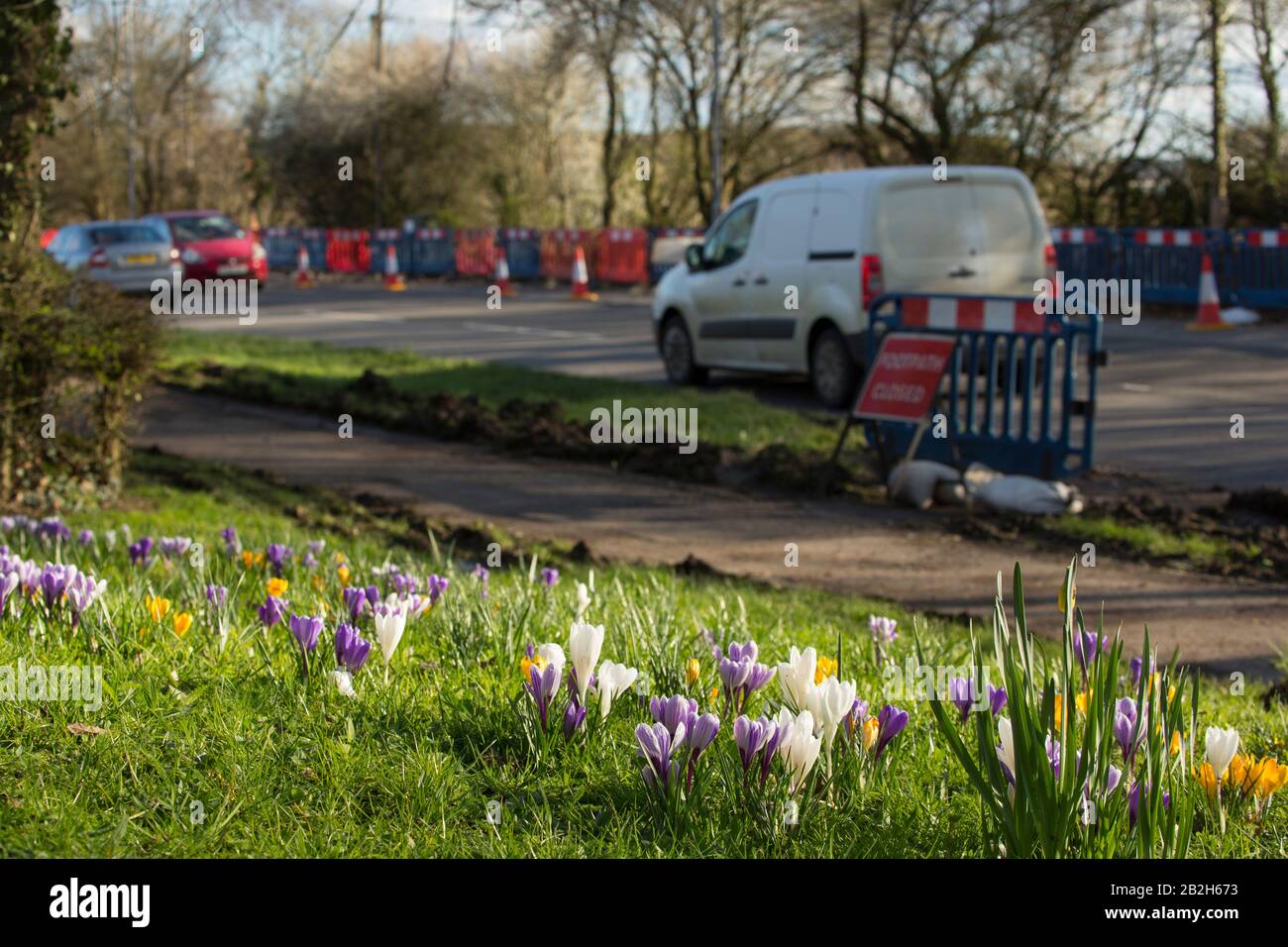 Krokusse wachsen neben einer Straße im Februar in Gillingham North Dorset England GB Stockfoto