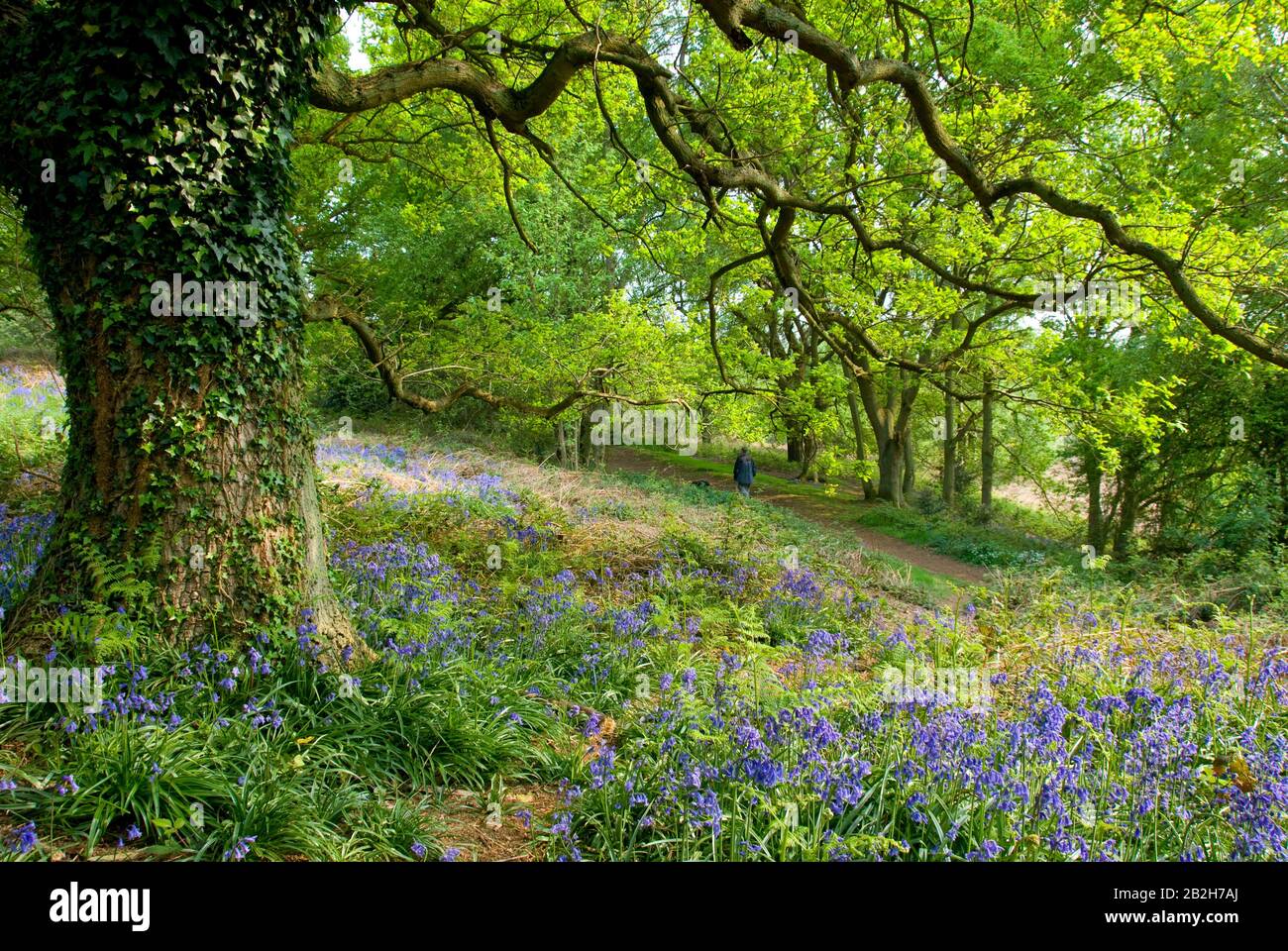 Mann, der im Frühling durch ein Buchen-Waldland geht, mit blueblockigen Blumen, die den Waldboden behauchen, Shotover, Oxfordshire, Großbritannien Stockfoto