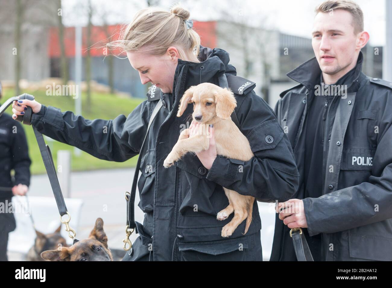 Birmingham NEC, Großbritannien. März 2020. Biscuit, ein Cockerhund mit der West Midlands Police Dog Unit, gibt sein Debüt im Fotocall auf der Crufts 2020, NEC Birmingham. Crufts 2020 läuft vom 5. Bis 8. März. Kredit: Peter Lopeman/Alamy Live News Stockfoto