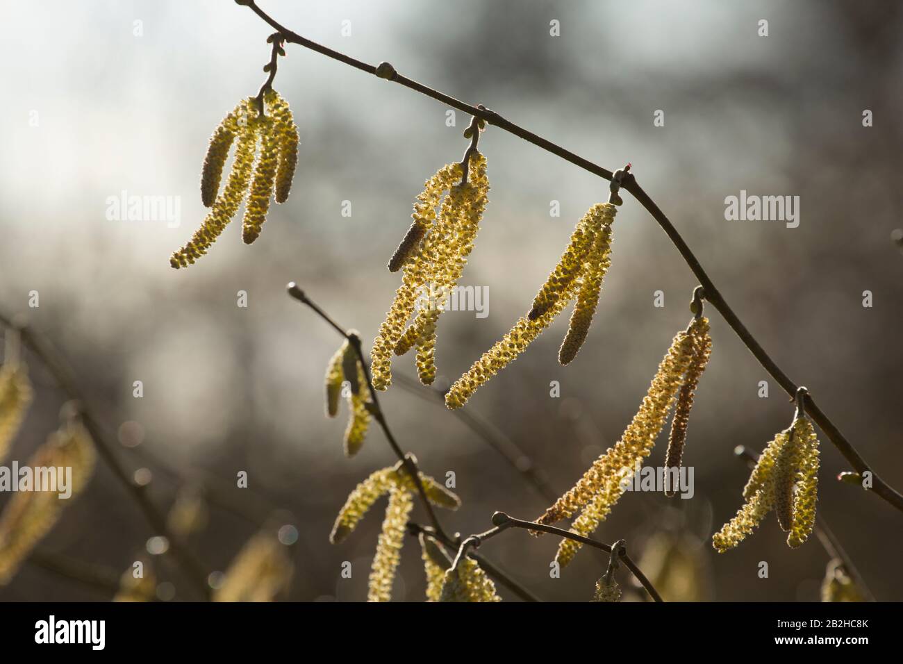 Männliche Hazel Catkins im Februar, die auf einem Fußweg in North Dorset England GB wachsen Stockfoto