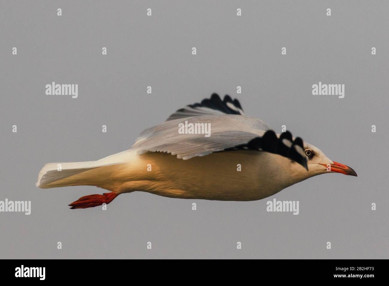 Möwen fliegen in den Himmel Stockfoto