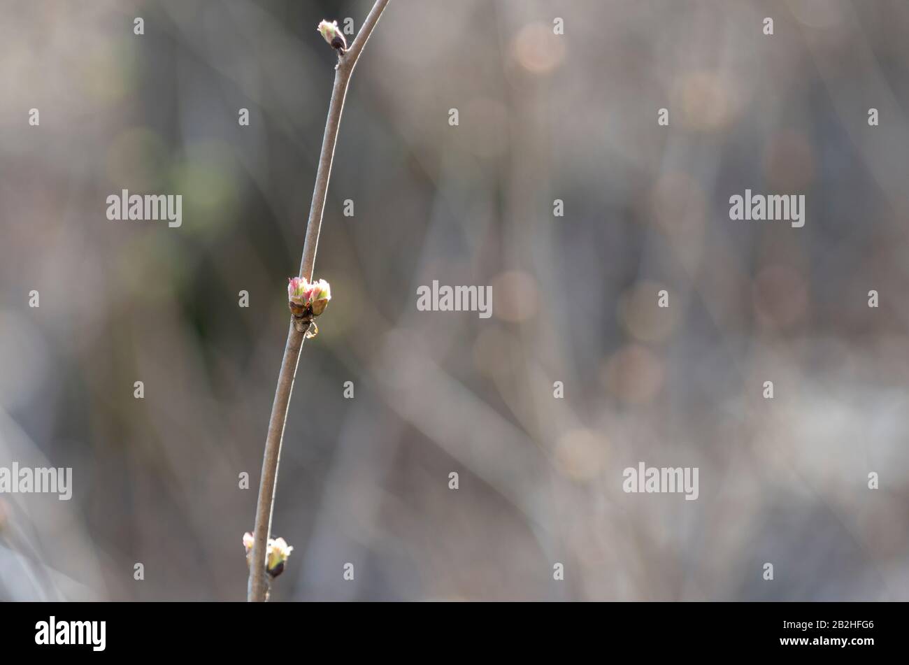 Filiale mit Knospen an einem sonnigen Frühlingstag im Hintergrund eines schönen Bokehs Stockfoto