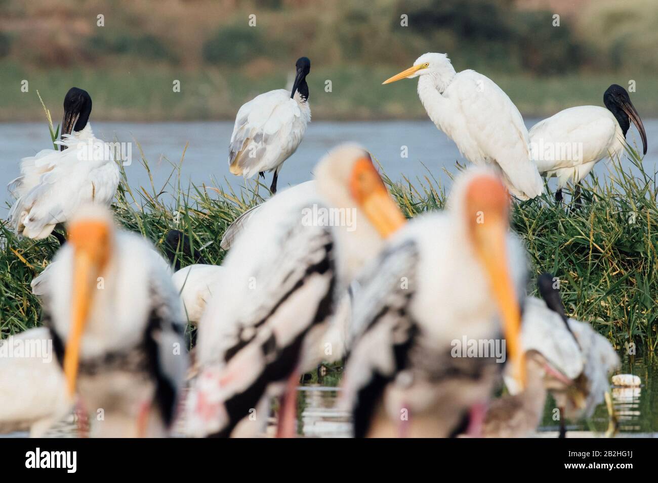 Gemalter Storch, schwarz gekämmter Ibis und Egrettvögel brüten Stockfoto