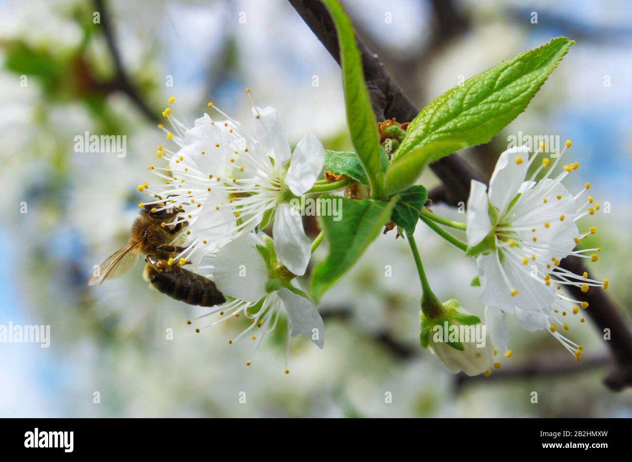 Biene bestäubt im Frühjahr Kirschblüten Stockfoto