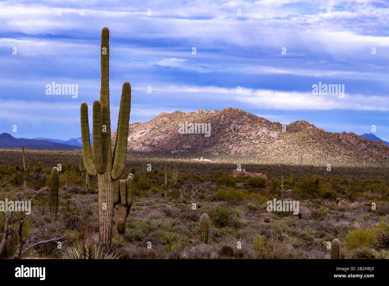Eine klassische Wüstenlandschaft in Arizona Mit Cactus in Desert Preserve in der Nähe von Scottsdale, AZ. Stockfoto