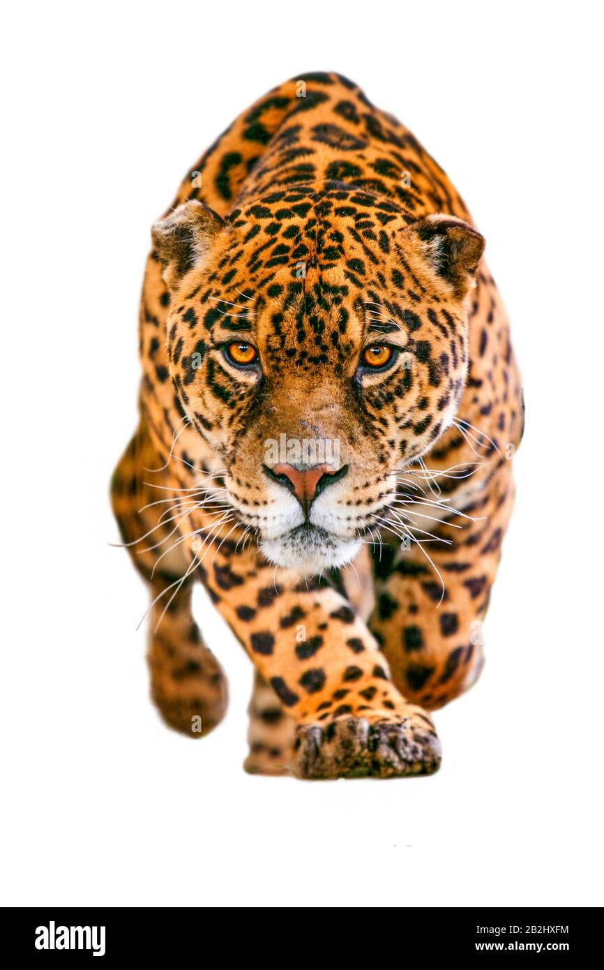 Wild Jaguar Cat Isoliert Auf Weiß, Das In Richtung Kamera Läuft, Mit Seinem Wilden Look, Der Den Fotografen Zeigt Stockfoto