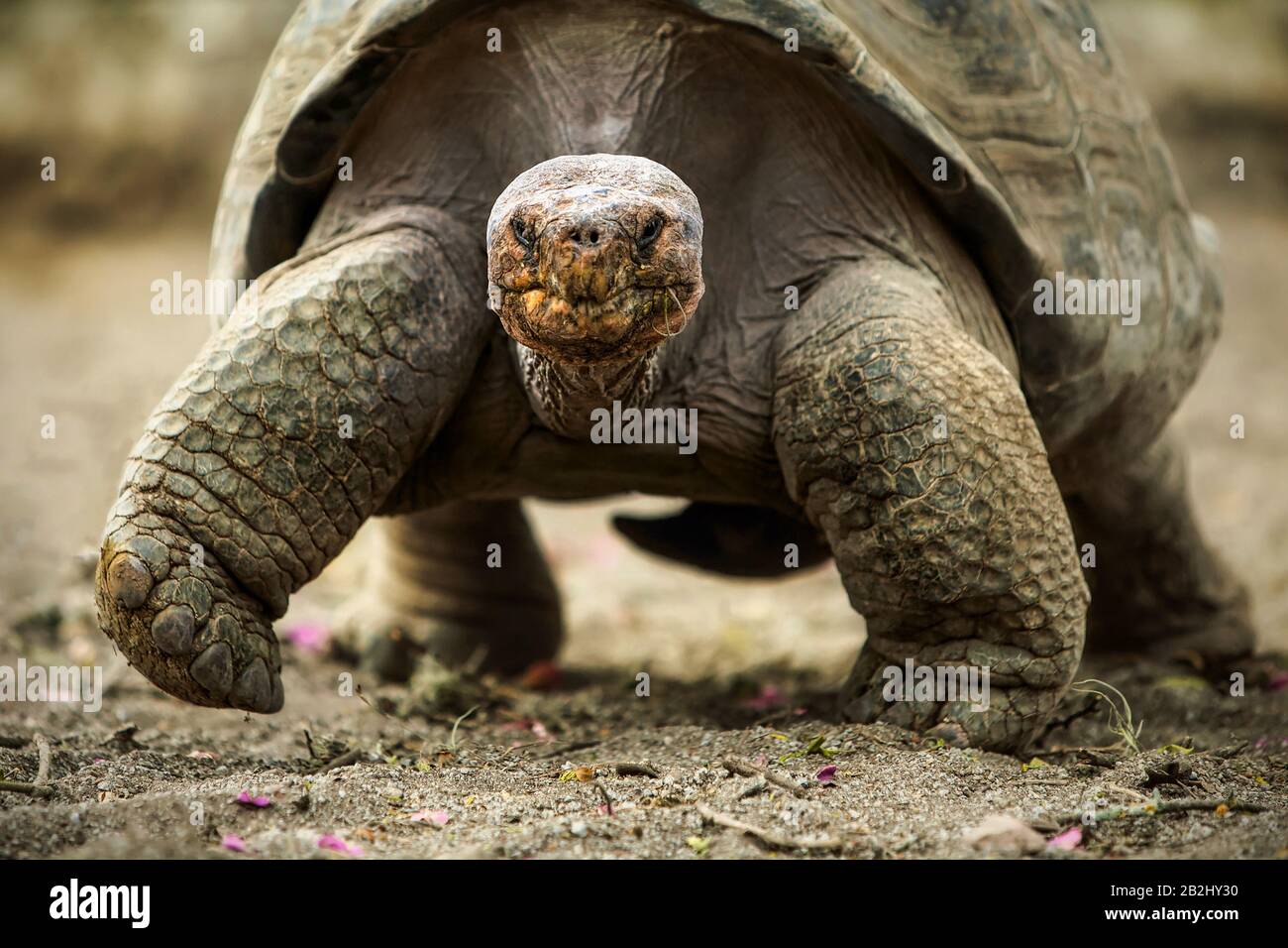 Galapagos Huge Tortoise Ist Die Größte Lebende Art Der Reptilianer, Die Gewichte Von Über 400 Kilogramm Erreicht Und Längen Von einzelnen 8 Metern Sie Gehört Zu T Stockfoto
