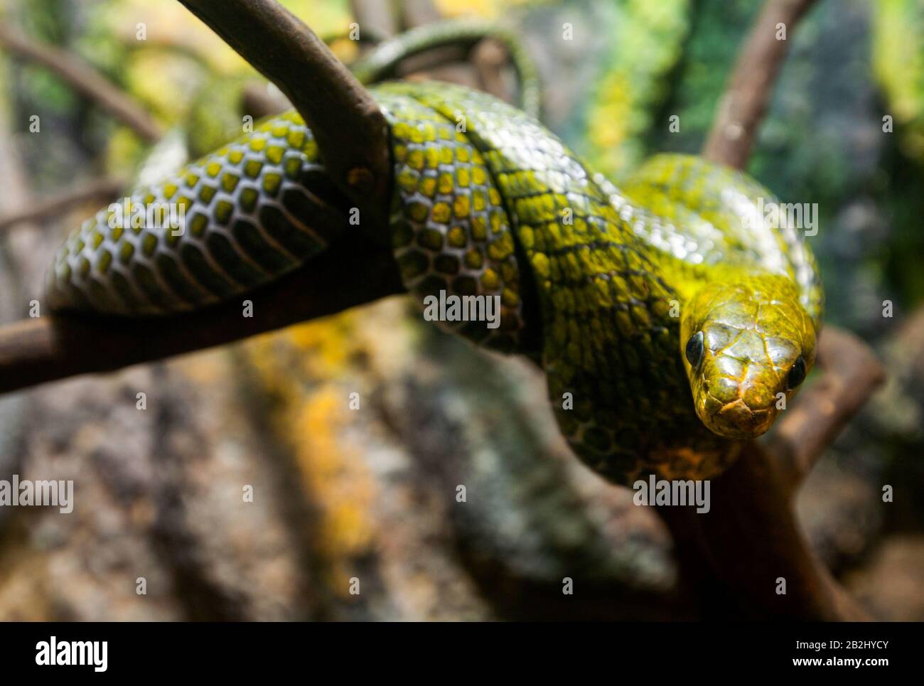 Pseustes Poecilonotus Polylepis auch als falsche Cobra Snake Shot Regenwald in Ecuador bekannt Stockfoto