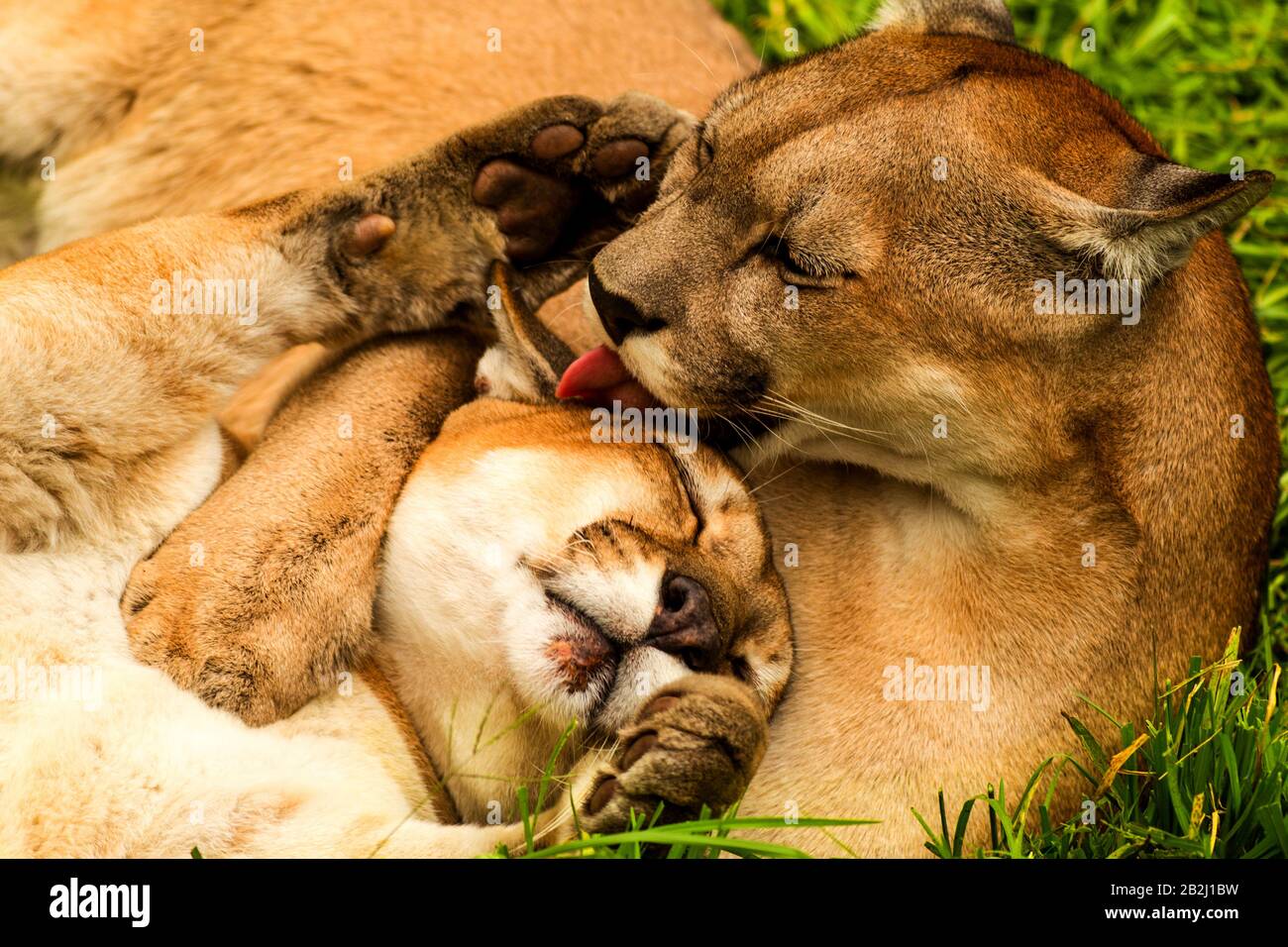 Männlich Und weiblich Pumas Panthera Onca Küsst Und Umarmt Wie EIN  Glückliches Paar Stockfotografie - Alamy