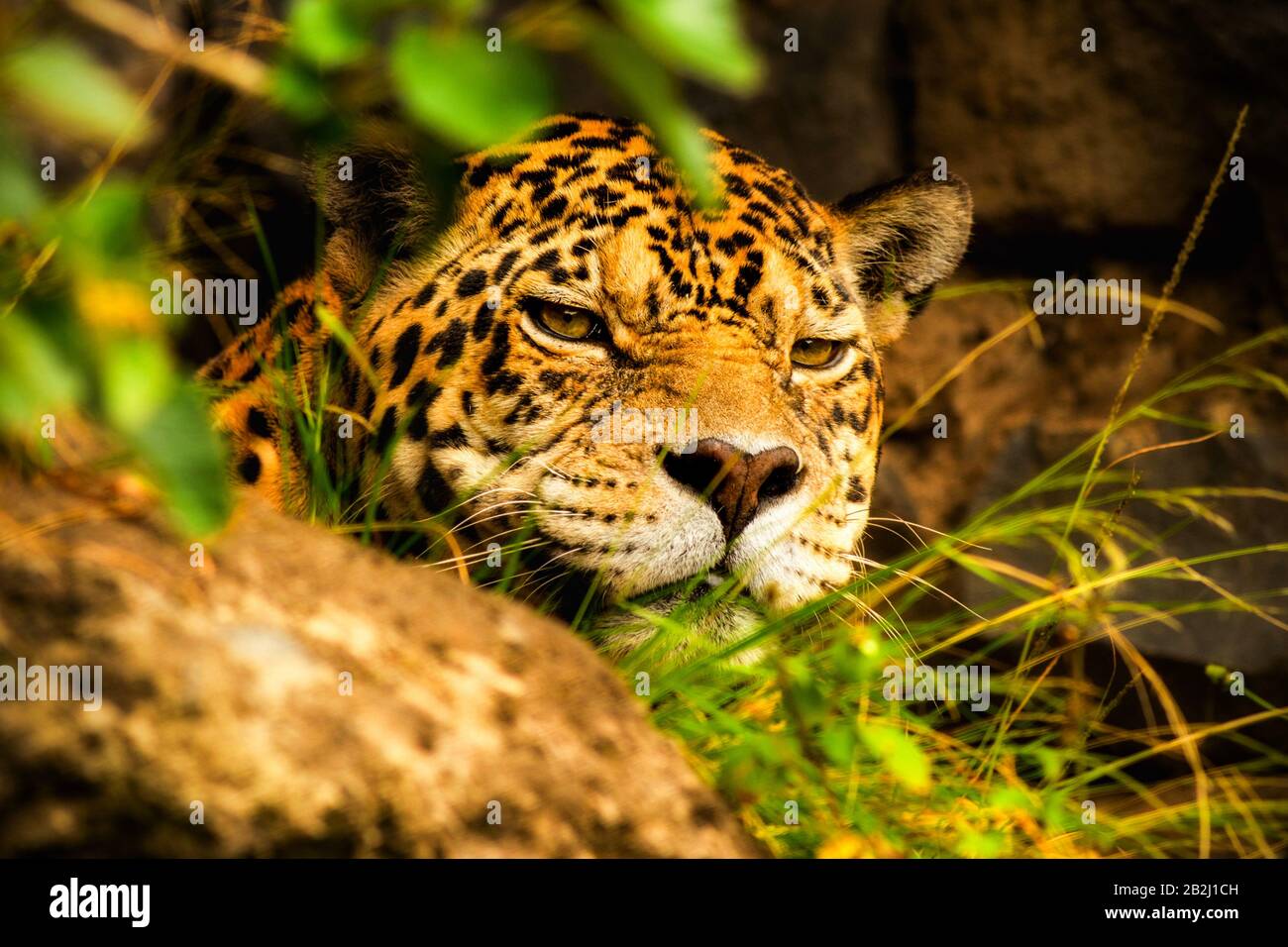 Erwachsenen männlichen Jaguar versteckt in einer Maya Tempel Ecuador Stockfoto