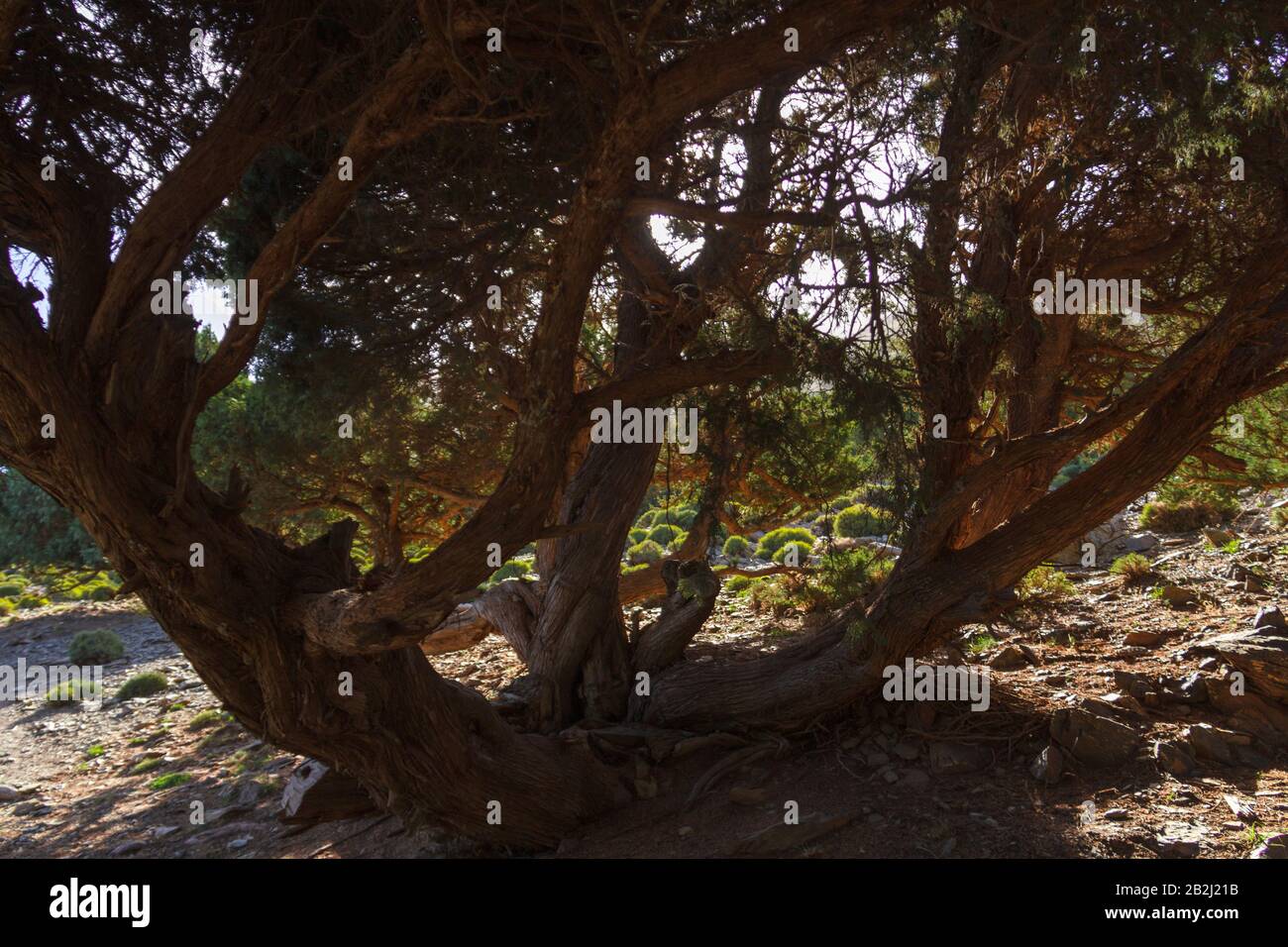 Uralter Baum im hohen marokko Stockfoto