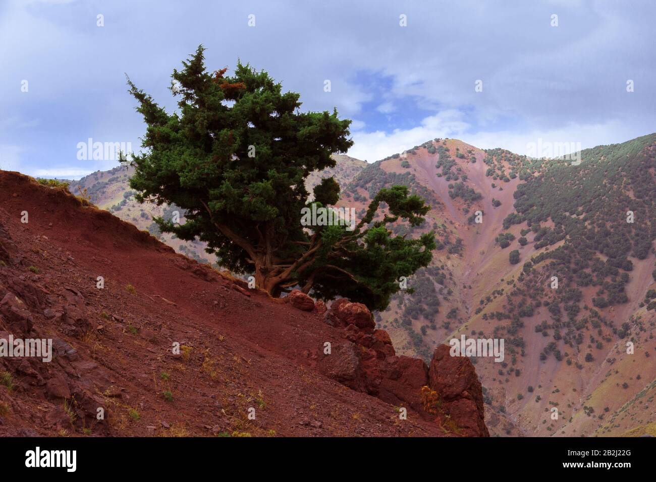 Uralter Baum im hohen marokko Stockfoto