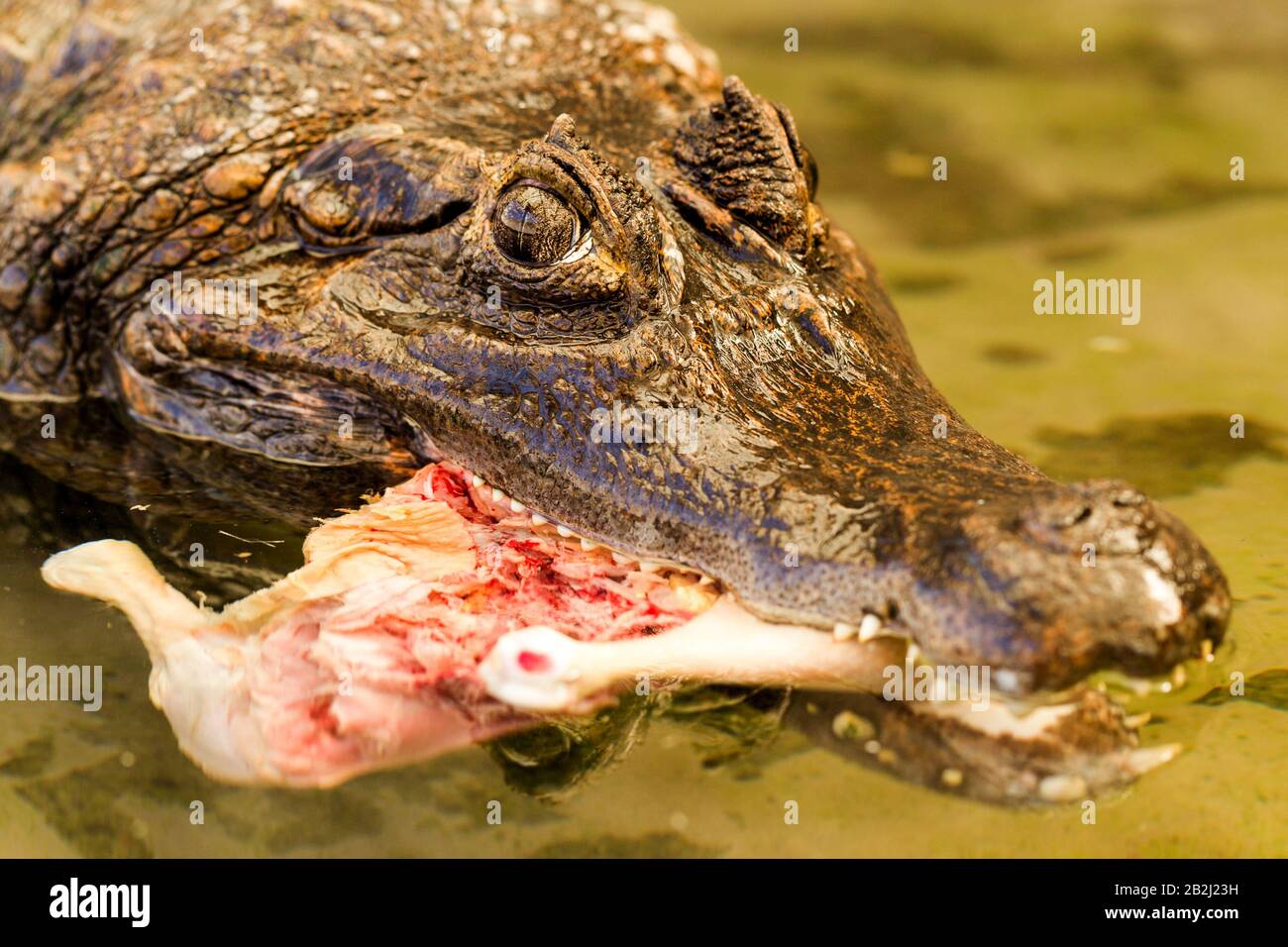 Große Kaiman Krokodil in Amazon Gewässer lockte mit einem Huhn Stockfoto