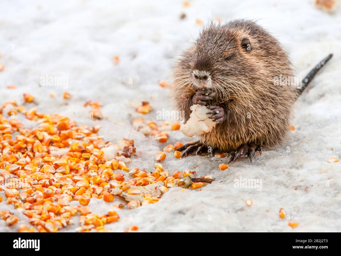 Baby Biber essen Viel Essen was Reichtum Stockfoto