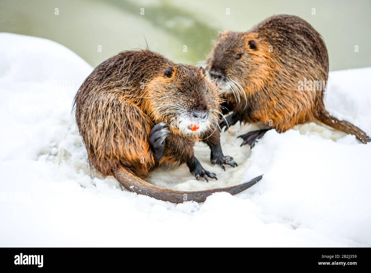 Biber In Ihrem Lebensraum Im Kalten Winter Stockfoto