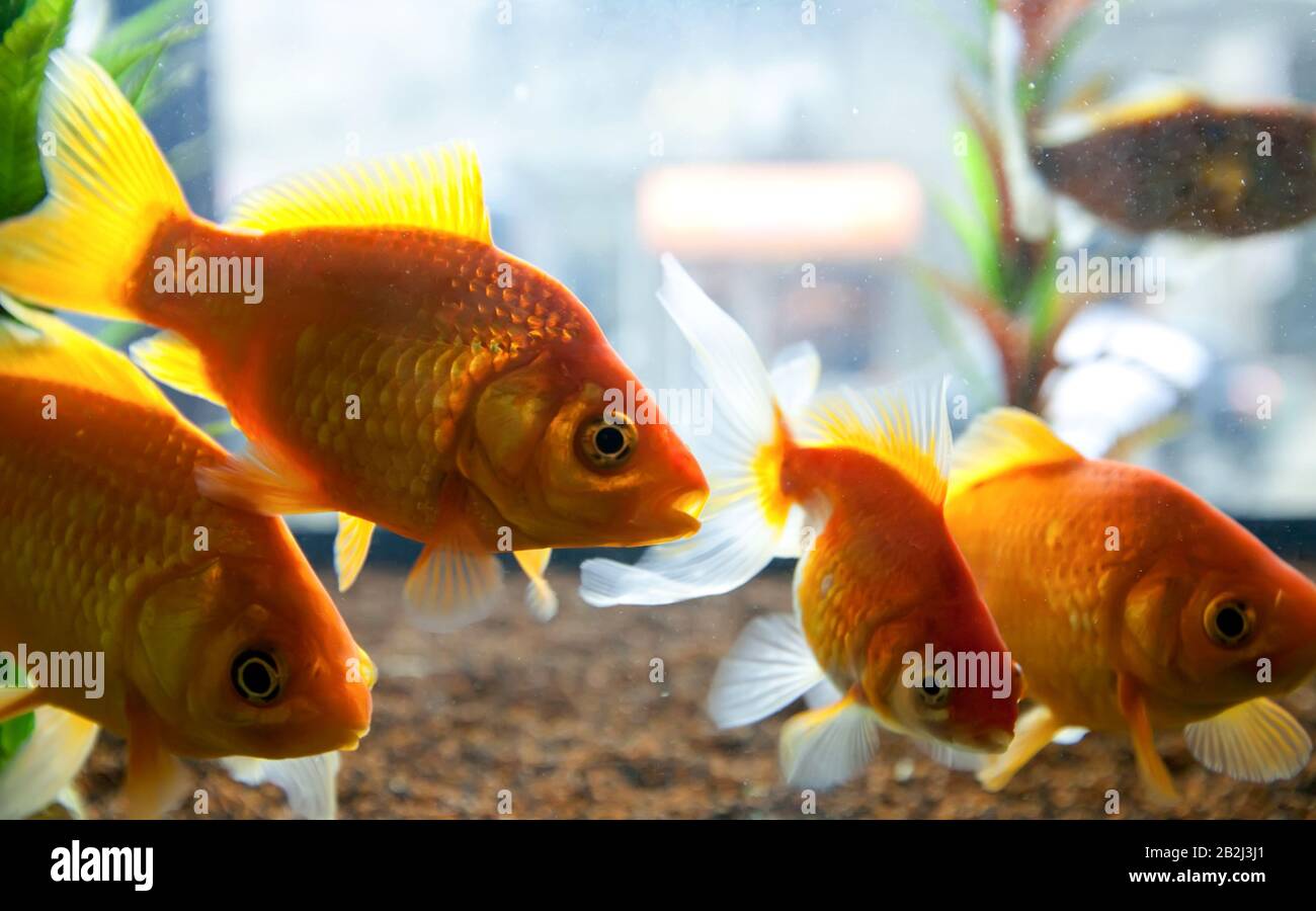 Kleine Fische schwimmen in einem kleinen Aquarium Stockfoto