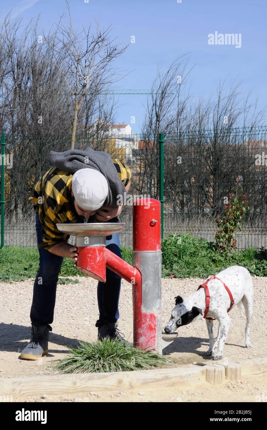 Mann und Hund trinken zusammen in einem Park/Hund und menschlichem Lookalike/ Trinkwasser aus einem Brunnen/ Stockfoto