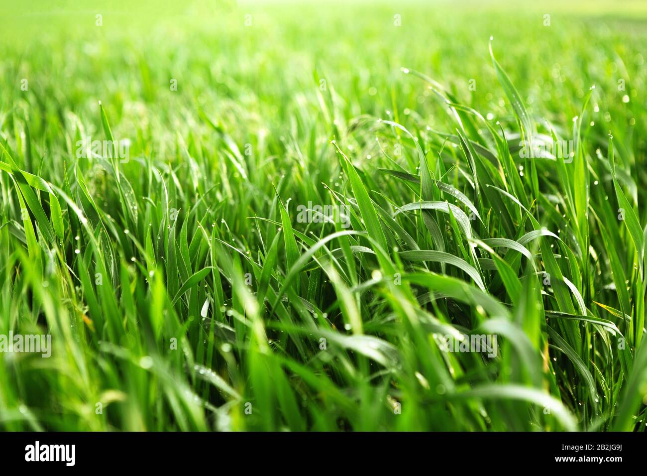 Blendung des Sonnenlichts bei Taupunktionen auf Gras Stockfoto