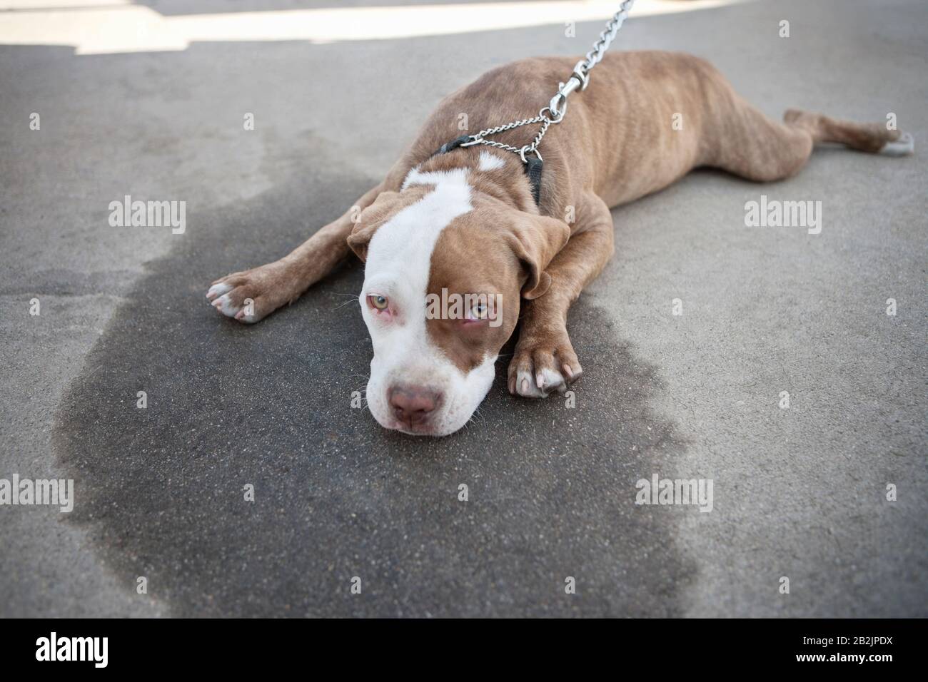 Gelangweilter Hund liegt auf dem Gehweg Stockfoto