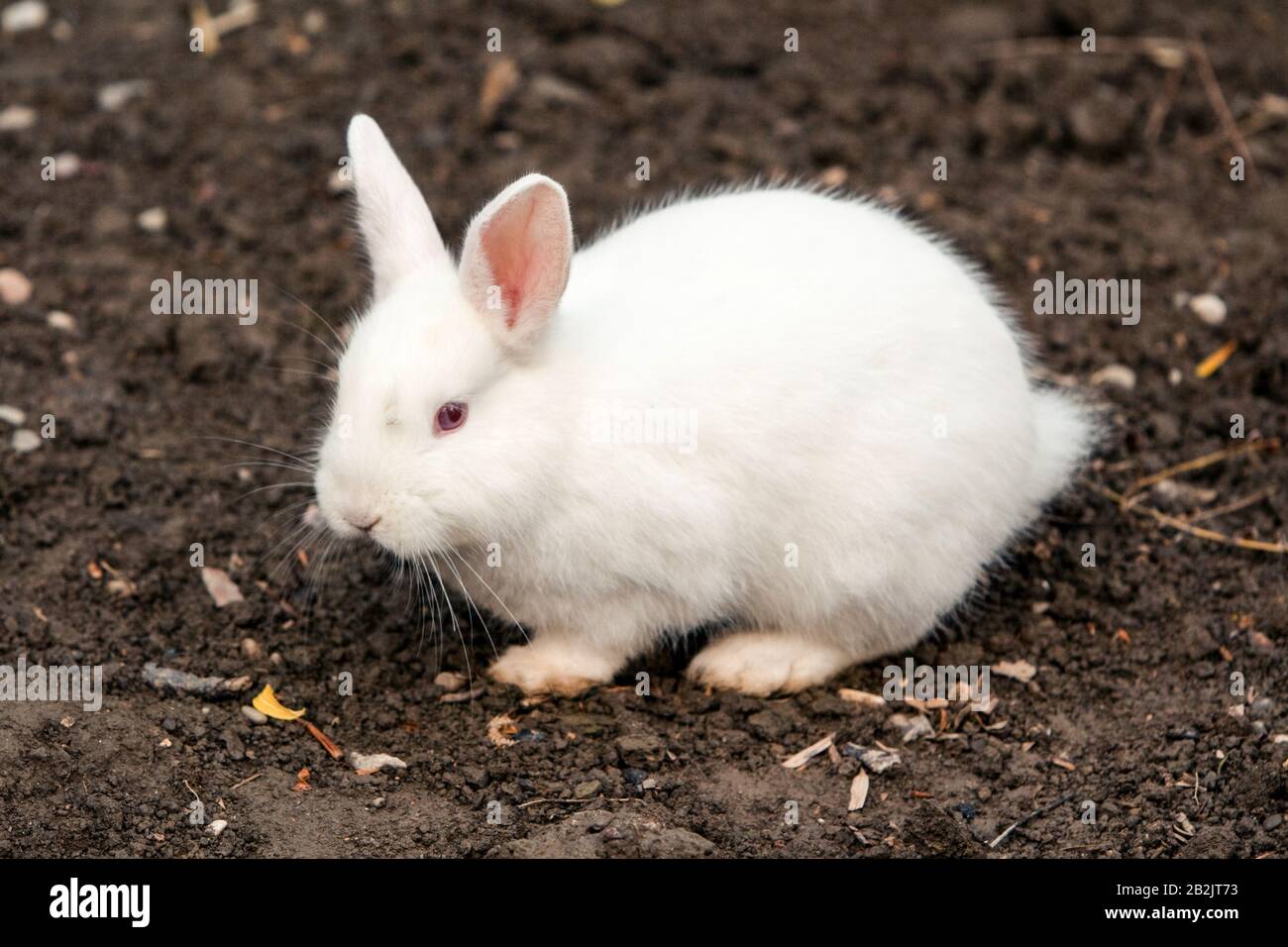 Kleiner Cob Von Angora Rabbit Gegen Nassen Braunen Schmutz Stockfoto