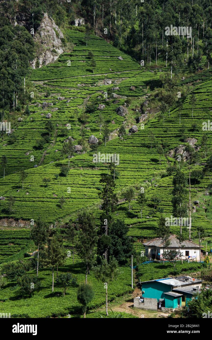 Blick auf eine Teeplantage auf dem Weg zum Liptons Seat, Sri Lanka. Stockfoto