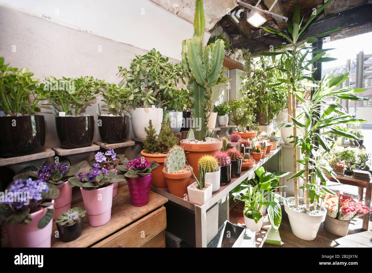 Riesige Blumenvielfalt im Blumengeschäft Stockfoto