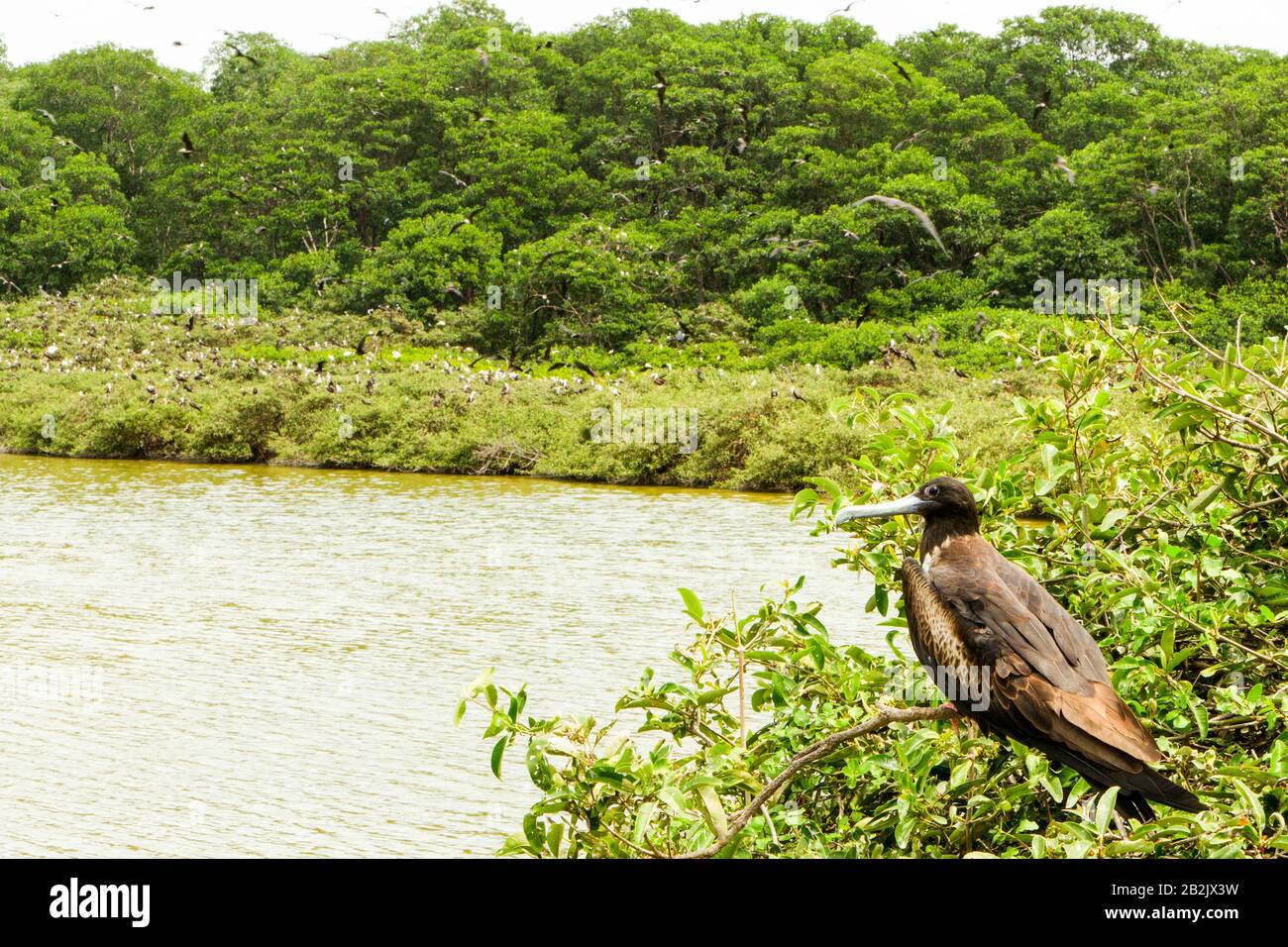 Blick Von Der Isla La Plata Ecuador Auch Bekannt Als Bird Island Large Colony Of Frigate Birds Nesting Stockfoto