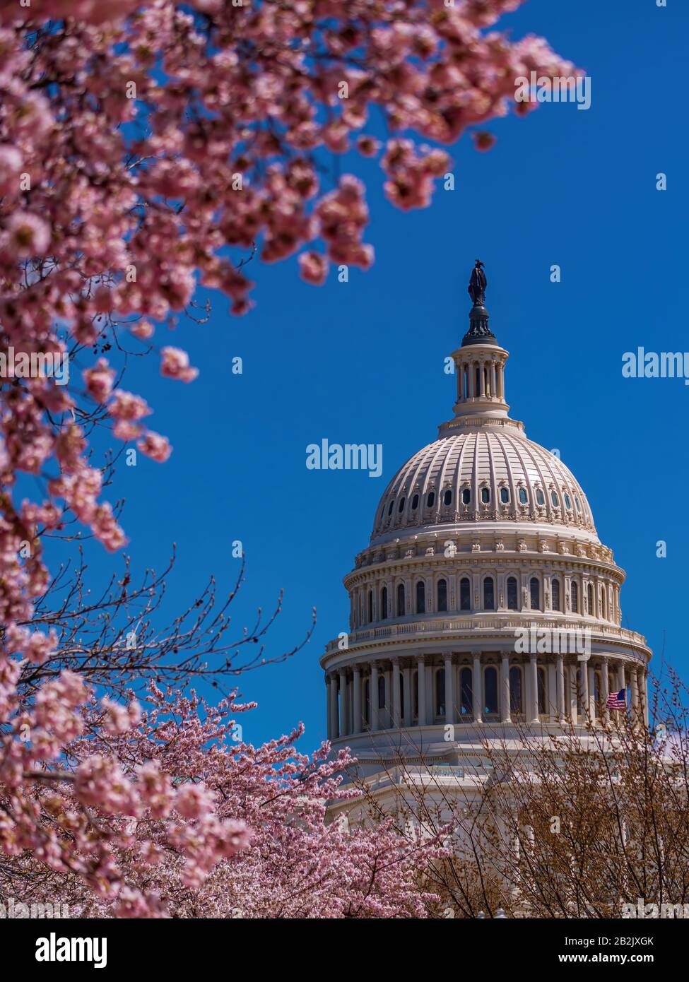 Das Kapitolgebäude und die Blumen Stockfoto