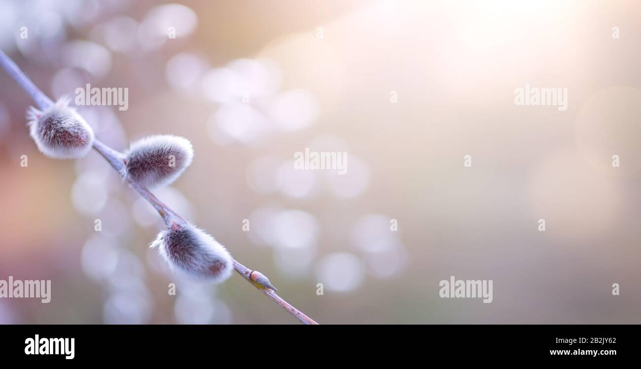 Kunst Closeup Frühling Blumenhintergrund; Weide blühender Baum im Frühling auf sonnigen Bokeh-Hintergrund. Stockfoto
