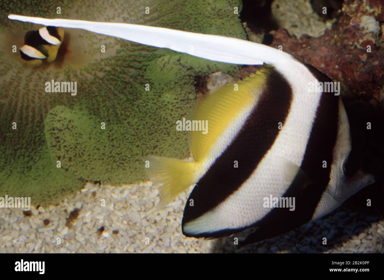 Schulbannerfische, Heniochus diphreuten Stockfoto